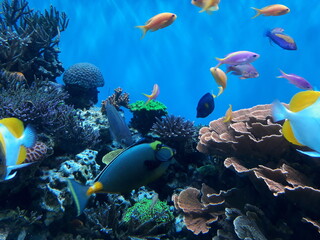 coral reef and fish