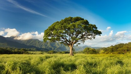 Obraz premium Arbol en la naturaleza