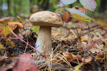 Porcini mushroom (cep) in the autumn forest among pine needles and leaves