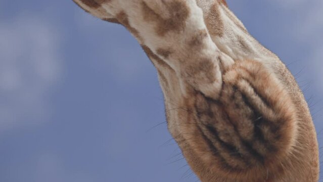 Extreme close up shot of a reticulated giraffe's (Giraffa reticulata) lower jawline in the savanna during morning in kenya