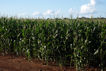 Corn plantation on a farm in the city of Dourados, Mato Grosso d