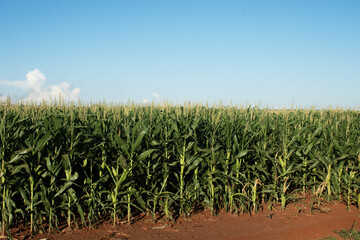 Corn plantation on a farm in the city of Dourados, Mato Grosso d