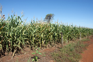 Corn plantation on a farm in the city of Dourados, Mato Grosso d