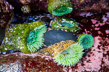 Vivid Green Sea Anemones in Tide Pool Close-Up Perspective