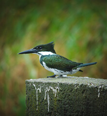black capped kingfisher
