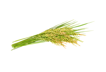 japan rice on transparent p n g