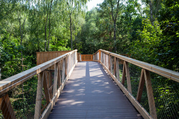 Fototapeta premium Wooden Walkway in Forest, Nature Rrail