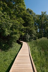boardwalk in the forest
