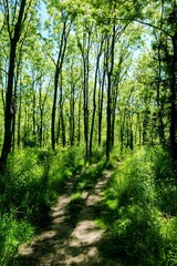 path in the forest