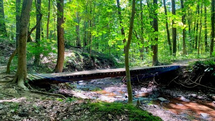 Forest stream in summer