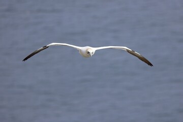 Northern Gannet in flight
