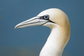 Close up of a northern gannet with black eye showing it has recovered from bird flu