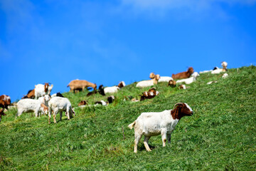 A herd of goats is feeding on lush grass on a steep slope to reduce the risk of brush fires and minimize the threat of wildfires. Selective focus.