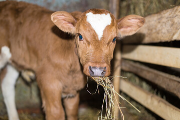 Young calf eats hay in the barn. Cute calf looks into the object. Young cow standing in the barn eating hay. Calf. © Olha Semeniv