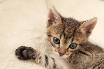Cute fluffy kitten on pet bed. Baby animal