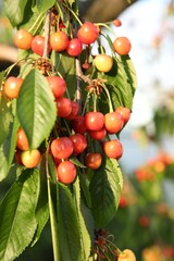 Obraz premium Cherry tree with green leaves and unripe berries growing outdoors, closeup