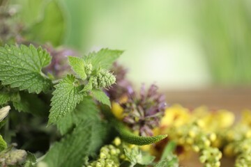 Different healing herbs on wooden table, closeup