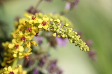 Beautiful mullein plant on blurred background, closeup. Herbal medicine
