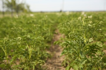 Potato plants with green leaves growing in field, selective focus