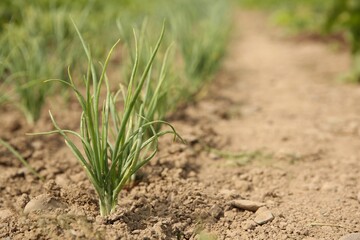 Young green onion sprouts growing in field