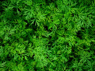 Fresh and aromatic dill at the market on a spring day. Close up. Full frame composition.