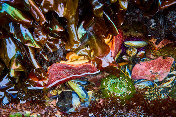 Marine Life in Tide Pool Close-Up, Eye-Level Perspective