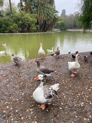 Fototapeta premium goose on artificial lake
