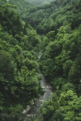 Lush green forest with river running through it