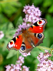 European peacock butterfly on mint flower. Aglais io close up.