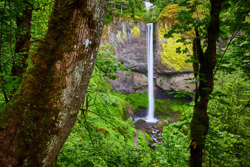 Latourell Falls Cascading in Lush Forest Eye-Level Perspective