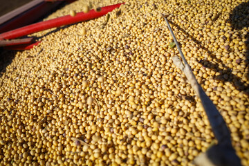Closeup of  soybean dumped on a grain trailer for transportation