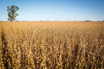 Wide view of a soybean field ready for harvest