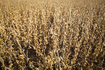 Hugh angle view of a soybean field ready for harvest