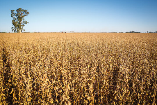 Wide view of a soybean field ready for harvest