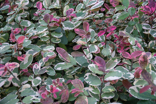 White leaves with light green and pink of snowbush or Foliage-flower. Breynia disticha tender background. Ornamental garden tropical plant