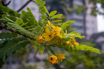 Close up the beautiful yellow flower, or Cassia siamea, in the garden. Blurred background 