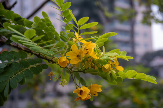 Close up the beautiful yellow flower, or Cassia siamea, in the garden. Blurred background&nbsp;
