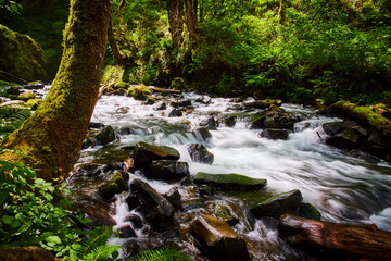 Rushing River Through Lush Forest, Columbia Gorge
