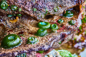 Sea Anemones and Algae in Rocky Tide Pool Close-Up
