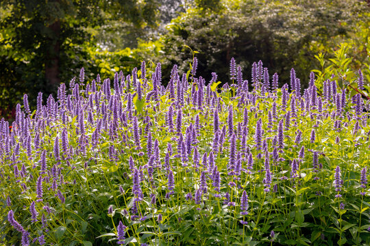 Selective focus of purple blue flower Korean mint in the garden, Blue Fortune or Agastache rugosa also known as wrinkled giant hyssop is an aromatic herb in the mint family, Nature floral background.
