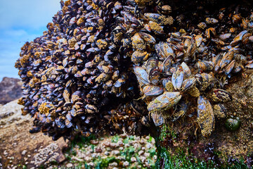 Dense Cluster of Mussels on Rocky Seashore Close-Up Perspective