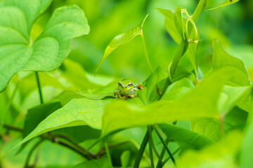 葉っぱの上のアマガエル