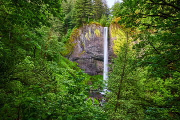 Lush Forest Waterfall Cascades Over Mossy Cliff Ground Level Perspective