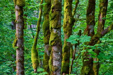 Fototapeta premium Moss-Covered Trees in Lush Forest Eye-Level Perspective