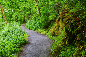 Obraz premium Serene Forest Pathway Through Lush Greenery in Oregon