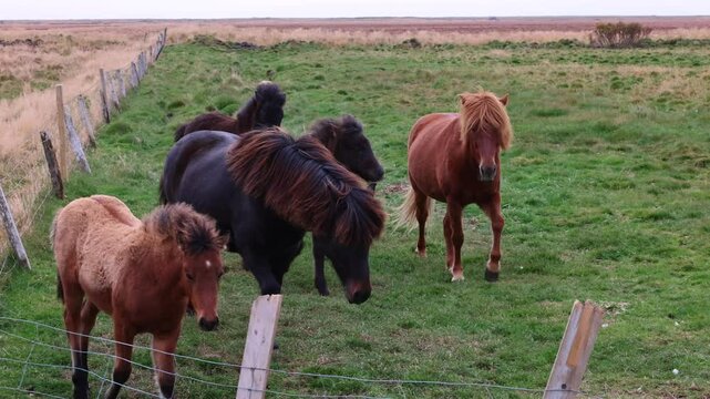 A family of Icelandic horses coming over to a fence to greet you.