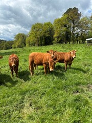 Limousin cows on a meadow