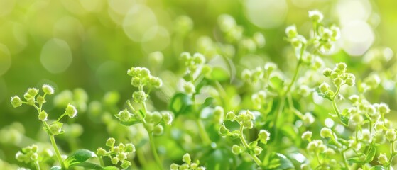 Close Up of Green Flowers Blooming in Sunlight