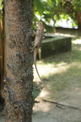 Oriental Garden Lizard on tree in India