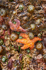 Vibrant Marine Life in Tidal Pool Close-Up